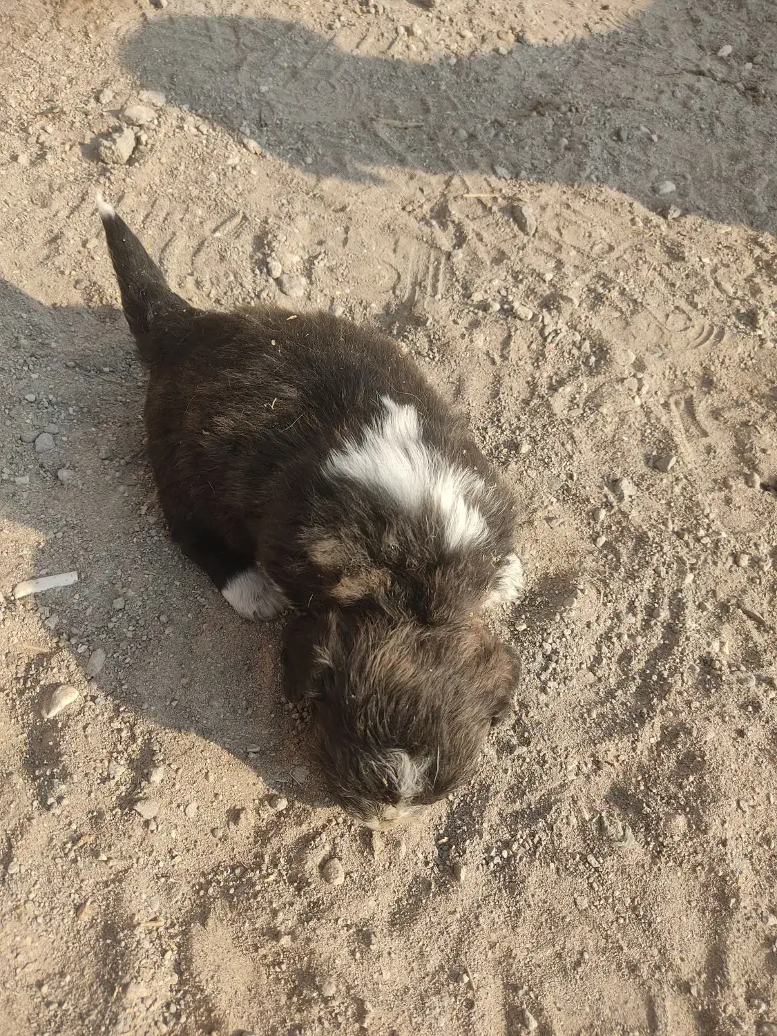 توله سگ های پاکوتاه دو تا ماده|سگ|مراغه, |دیوار