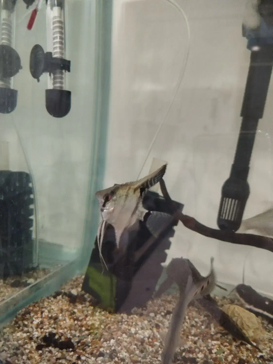 آکواریوم و ماهی|ماهی|مریوان, |دیوار