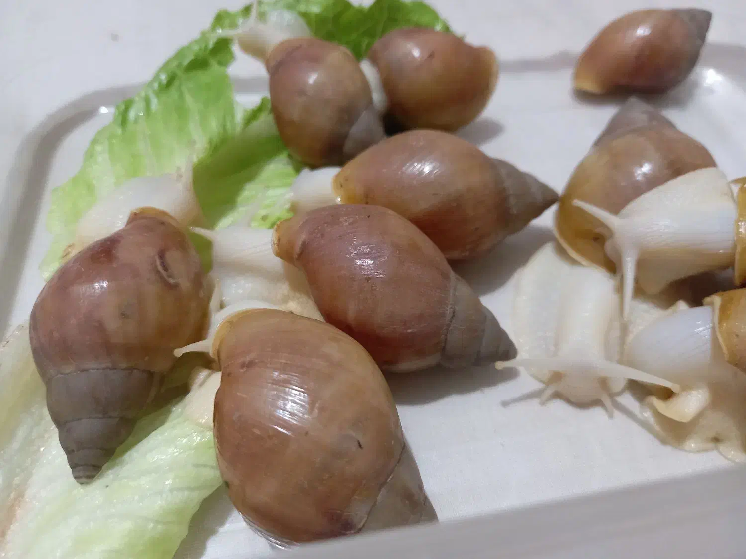 حلزون آلبینو|خزنده|دزفول, |دیوار