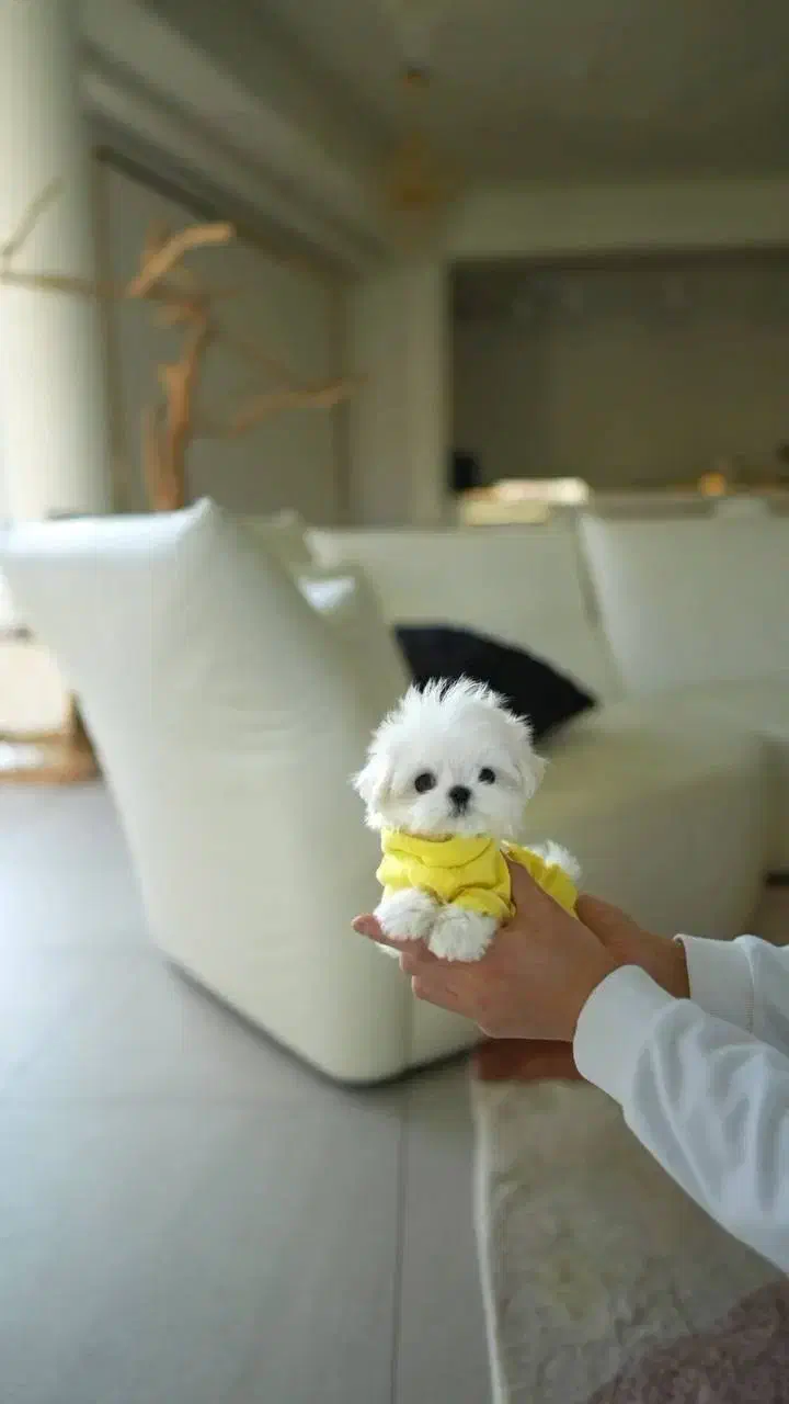 توله سگ مالتیپو|سگ|قدس, شهر‌قدس|دیوار