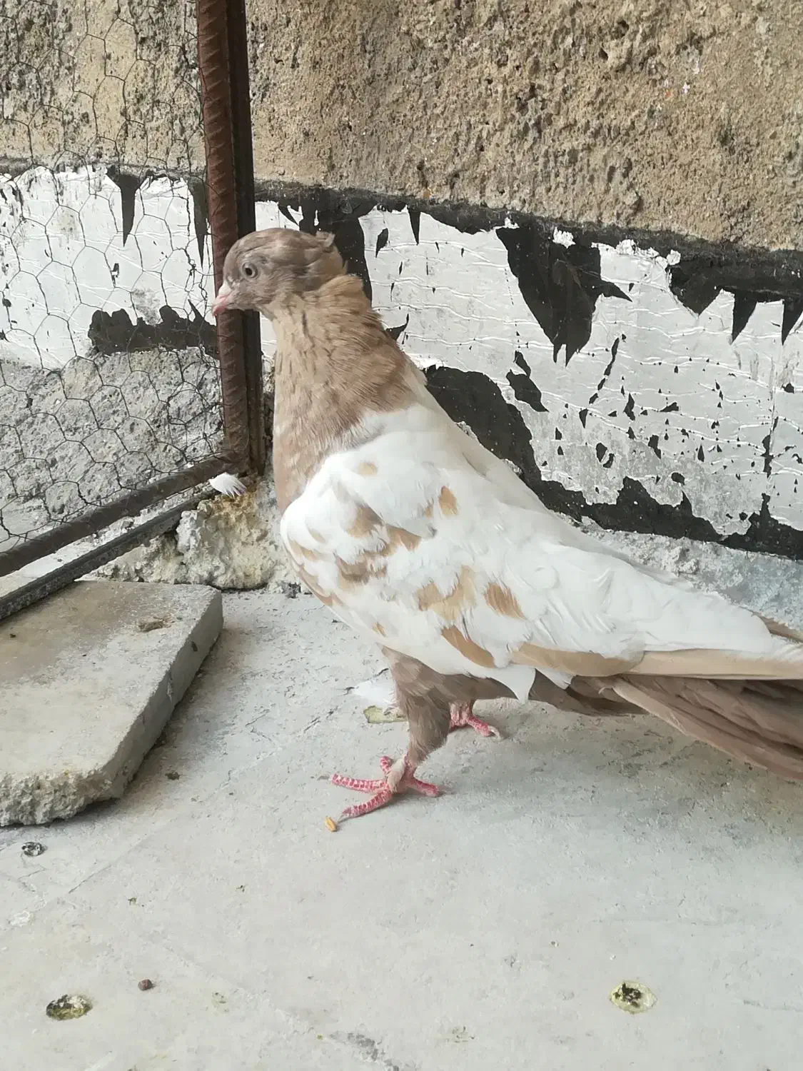 کبوتر سینه ارده ای ماده|پرنده|شیراز, سعدیه شمالی|دیوار