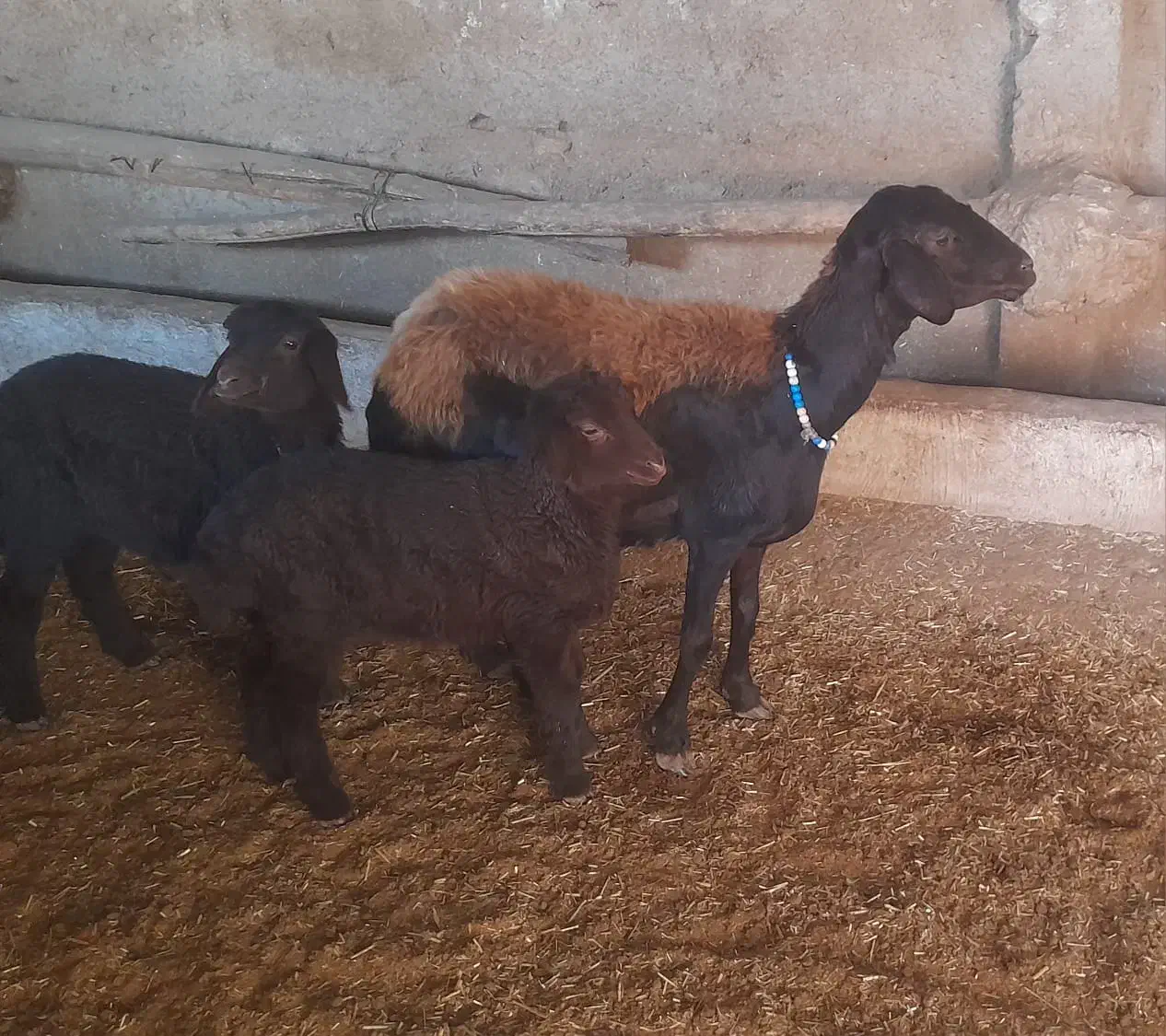 میش افشارجوان بادوبره جنس دارنروماده|حیوانات مزرعه|گرمسار, |دیوار