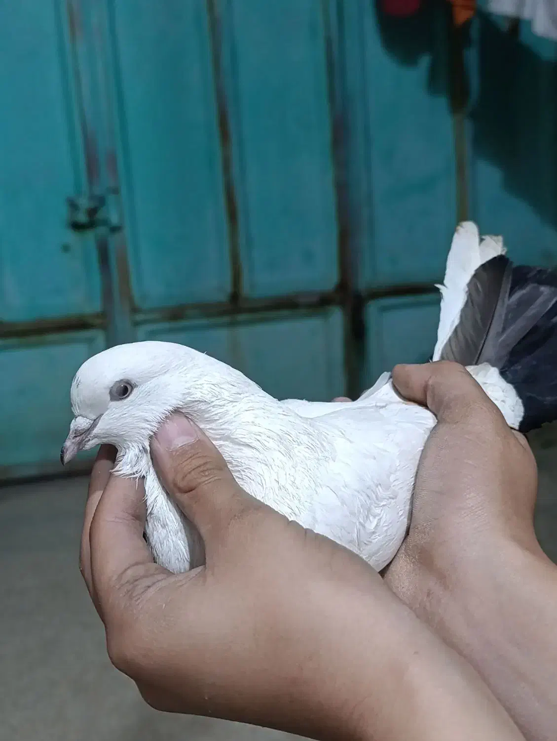 کبوتر|پرنده|مسجد سلیمان, |دیوار