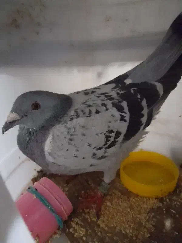 کبوتر پولکی|پرنده|تربتحیدریه, کلاته توکلی|دیوار