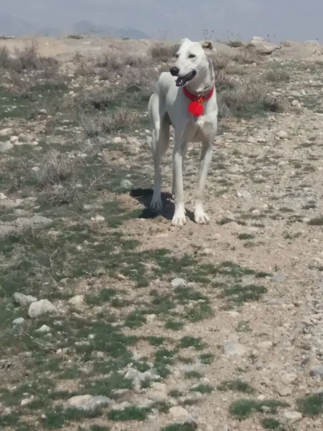 واگذاری تازی و سگ گله|سگ|سردرود, |دیوار