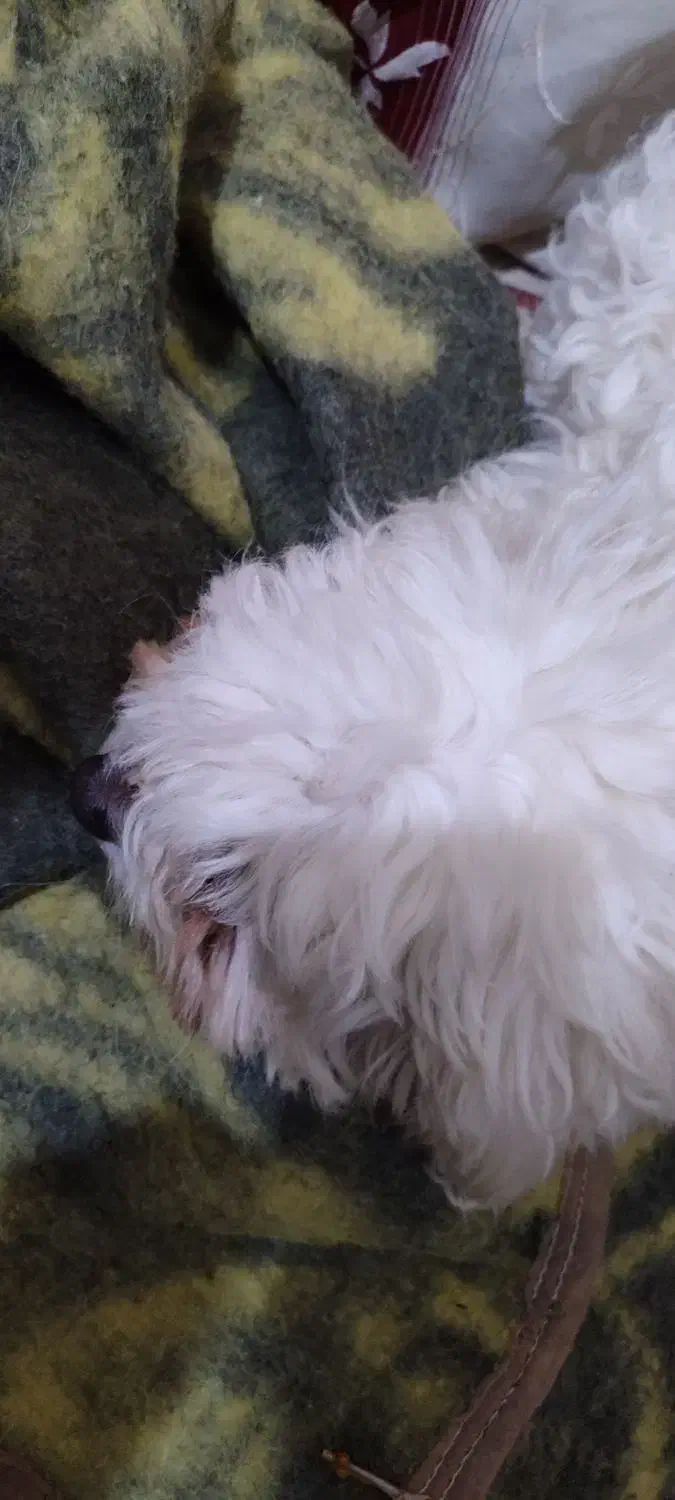 سگ خونگی|سگ|زابل, |دیوار