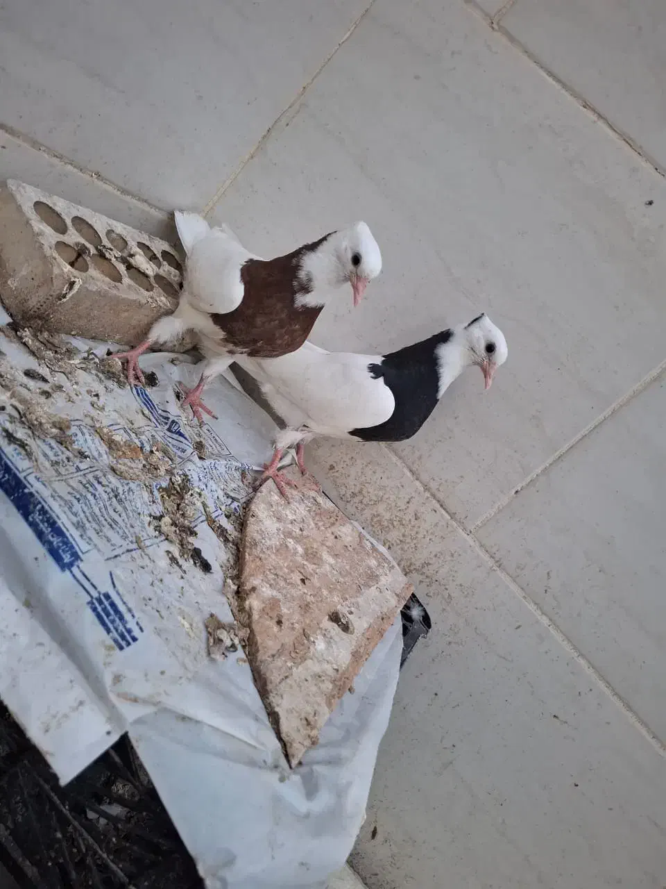 طوقی|پرنده|خرمشهر, |دیوار