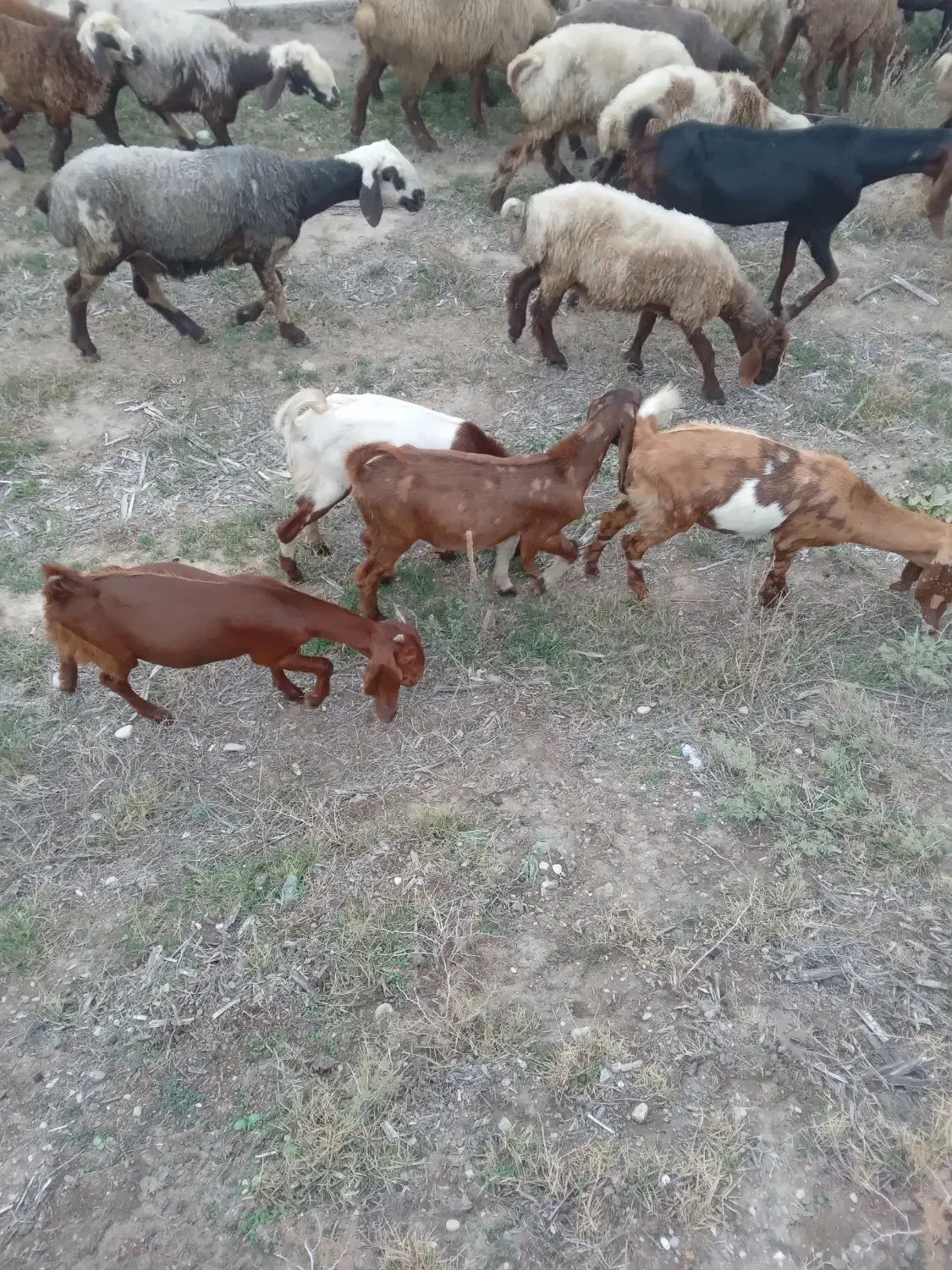 دوعدد بزغاله نر جنسی|حیوانات مزرعه|کلاله, |دیوار