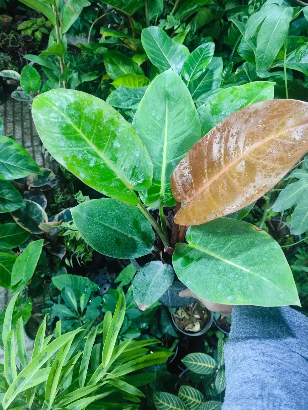 فروش جمعه سیاه با هدیه|گل و گیاه طبیعی|اصفهان, شاه پسند|دیوار