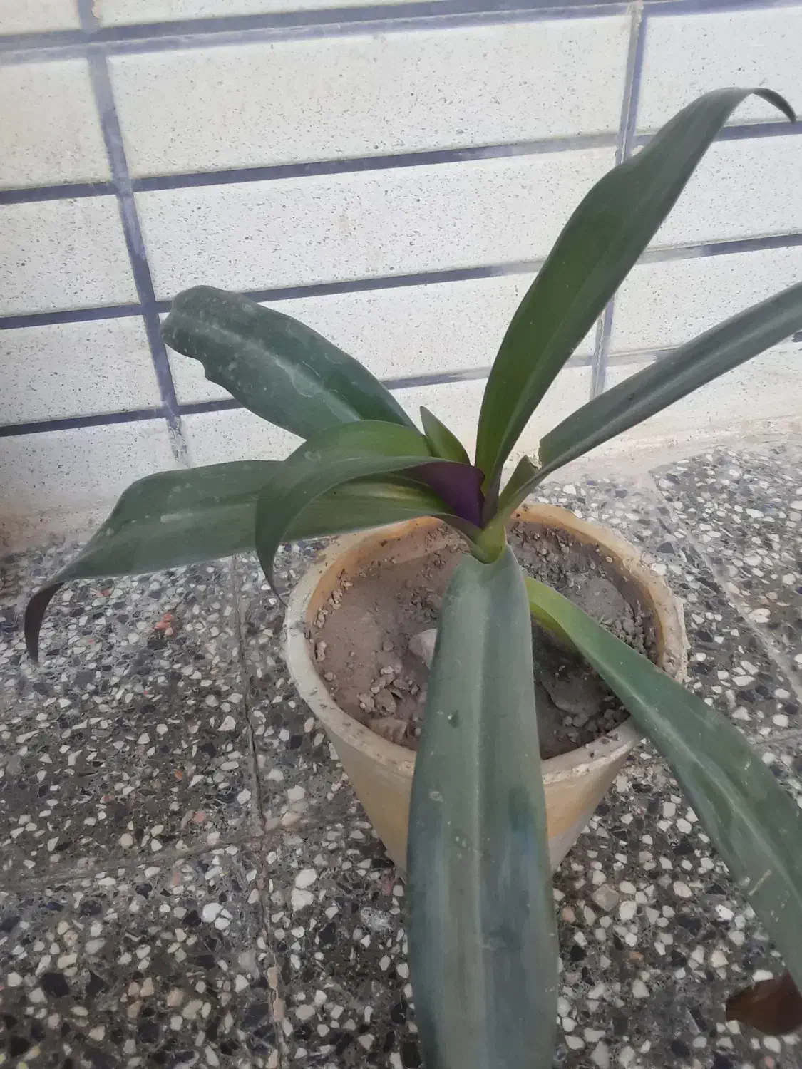 گل قشنگ|گل مصنوعی|یزد, |دیوار