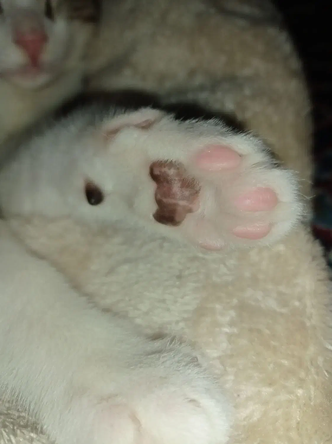 گربه خوشگل  ناز|گربه|گرگان, |دیوار