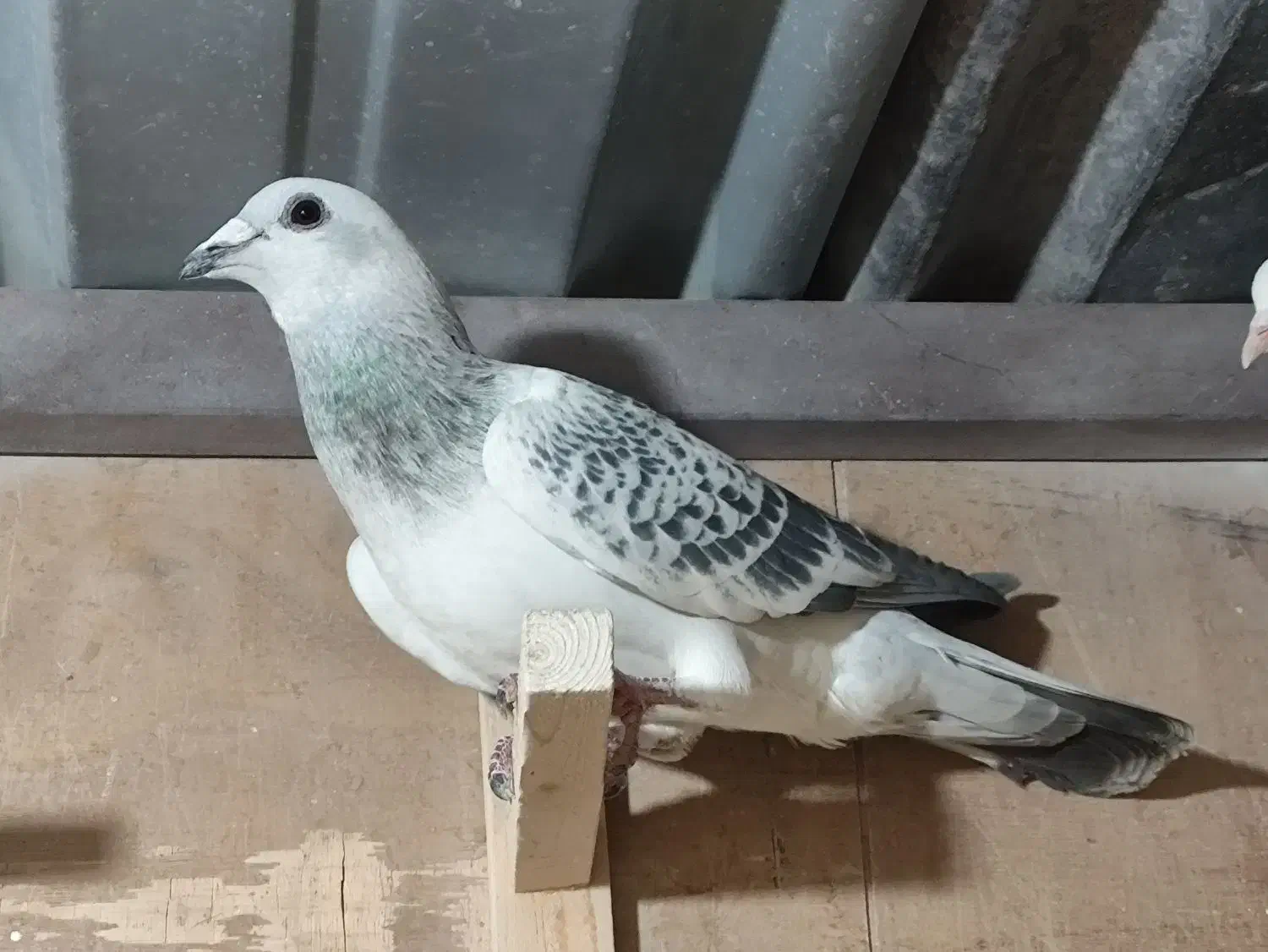 بدرنگ شامی نر پریده|پرنده|رفسنجان, |دیوار