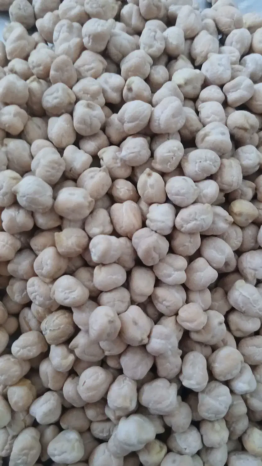 نخود تازه کرمانشاه|خوردنی و آشامیدنی|شاهدشهر, |دیوار