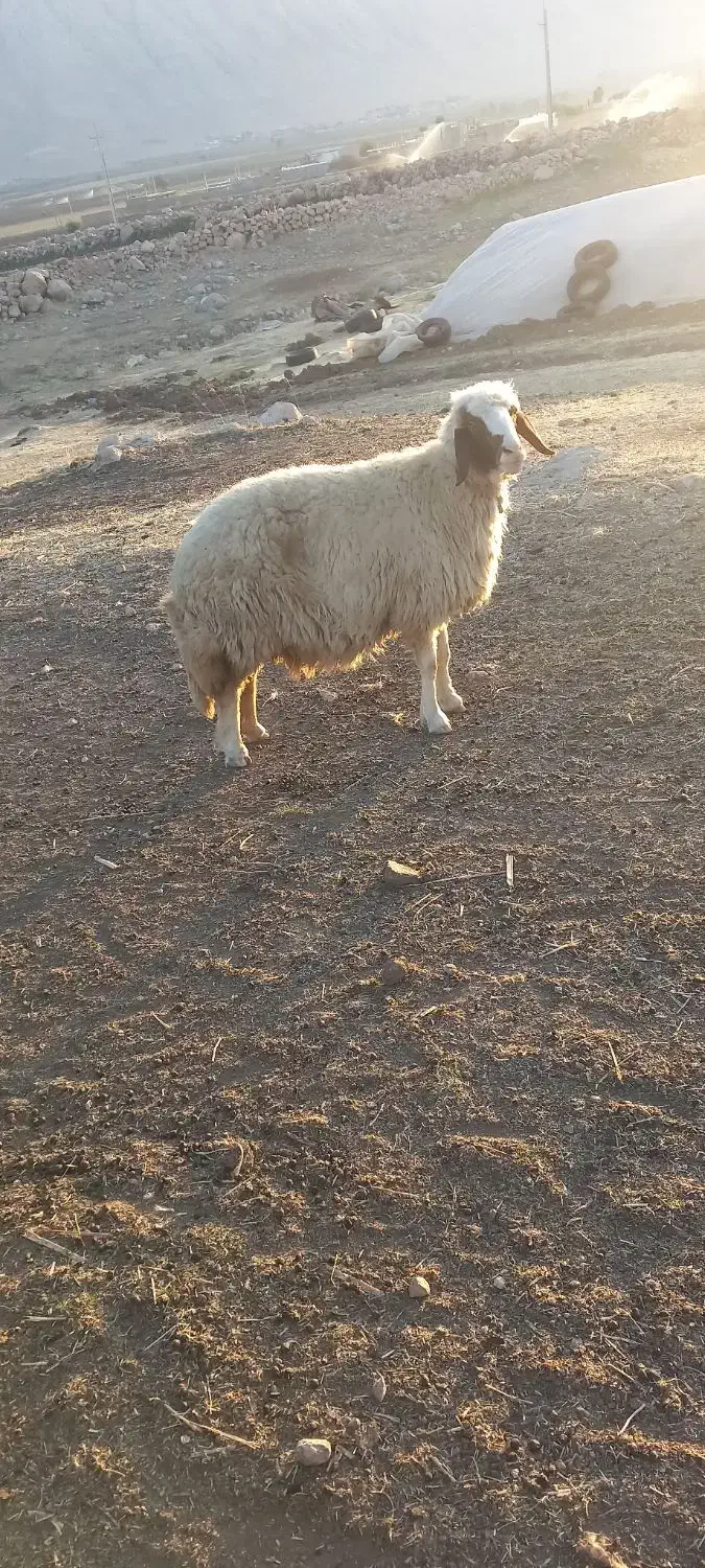 سنجابی مال داشت|حیوانات مزرعه|سرپل ذهاب, |دیوار