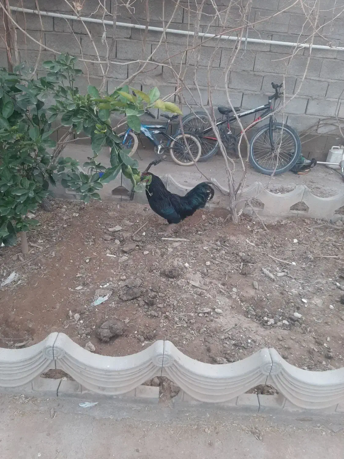 خروس فونیکس|حیوانات مزرعه|راور, |دیوار