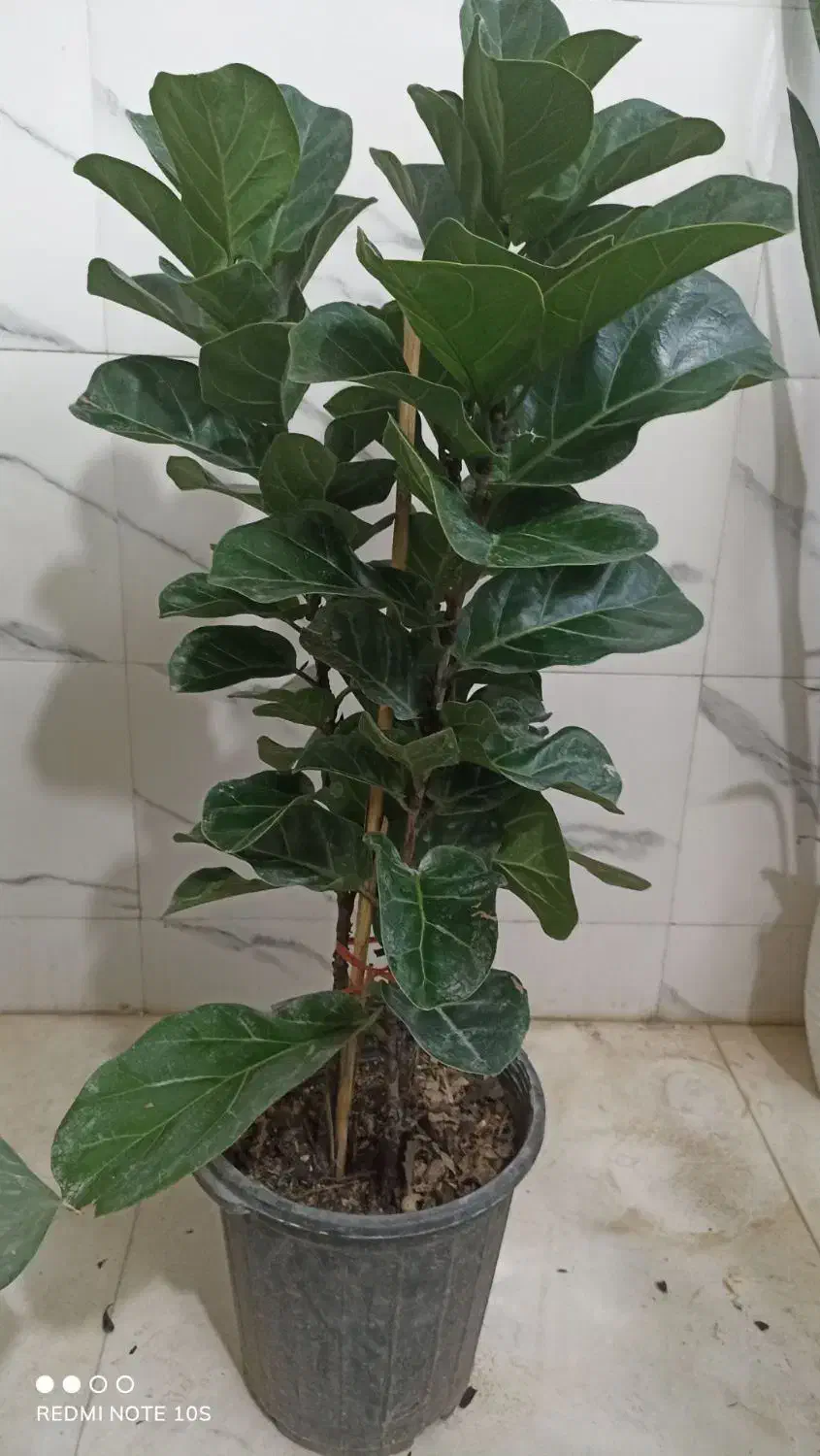 گل و گیاه آپارتمانی|گل و گیاه طبیعی|سلامی, |دیوار