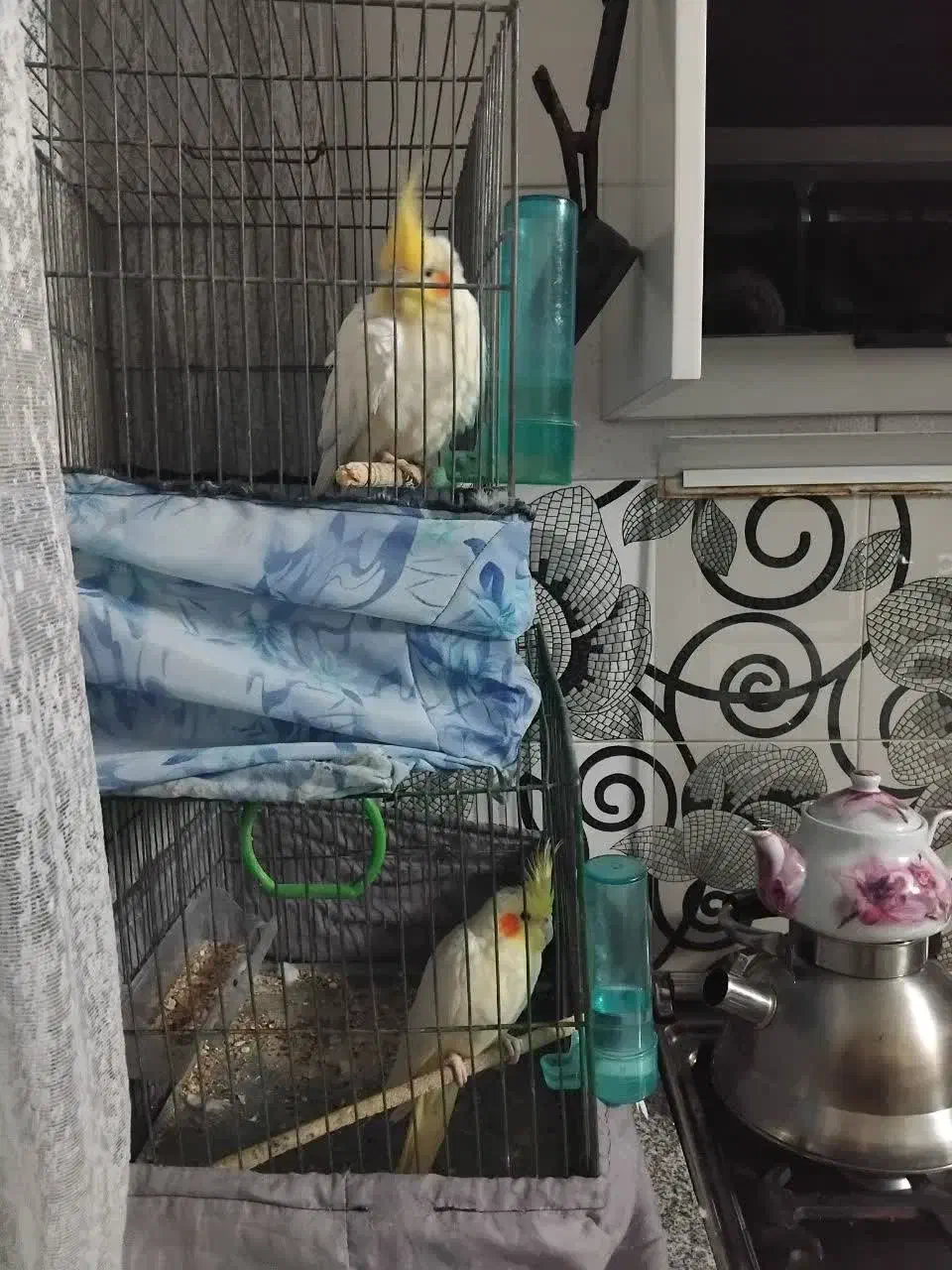 عروس هلندی|پرنده|قم, محمد آباد|دیوار