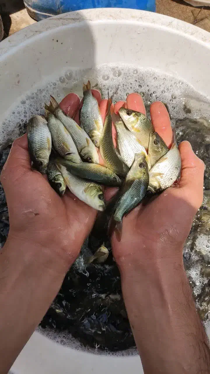 کپور آمور|ماهی|گرگان, |دیوار