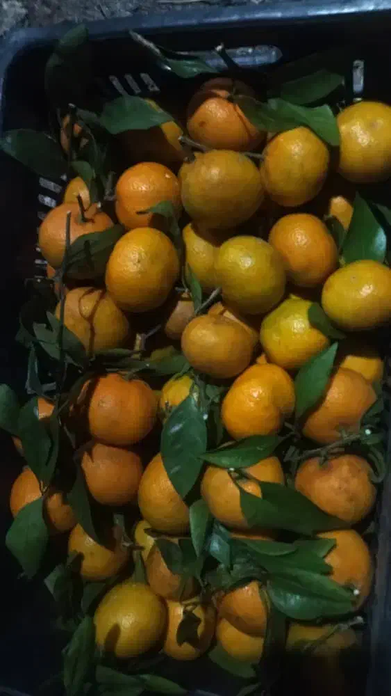 پرتقال نارنگی|خدمات باغبانی و درختکاری|چابکسر, |دیوار