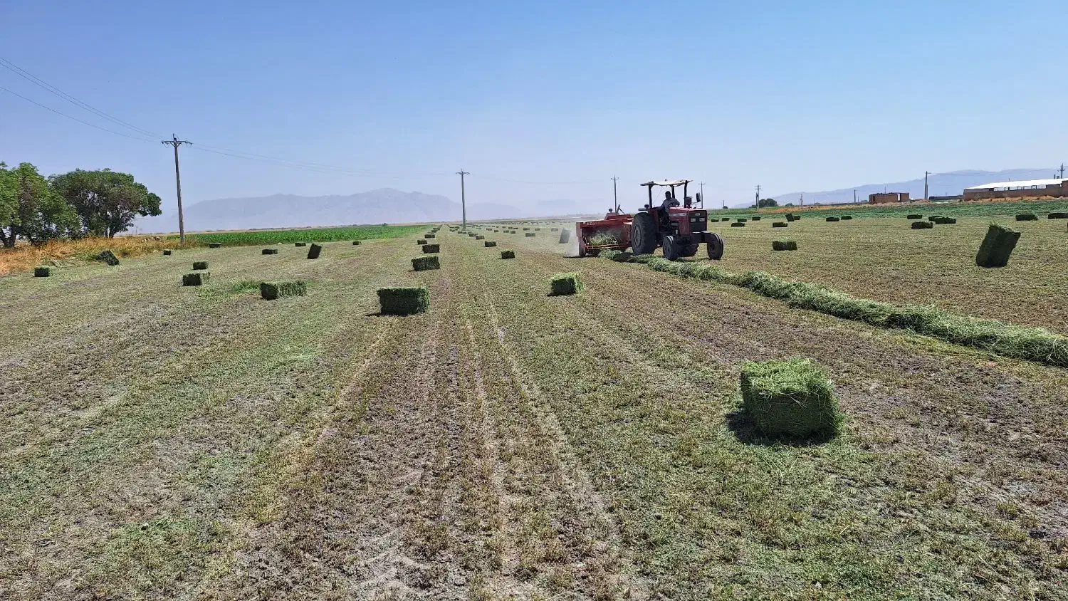 یونجه|عمده‌فروشی|صدرا-فارس, فاز ۲|دیوار