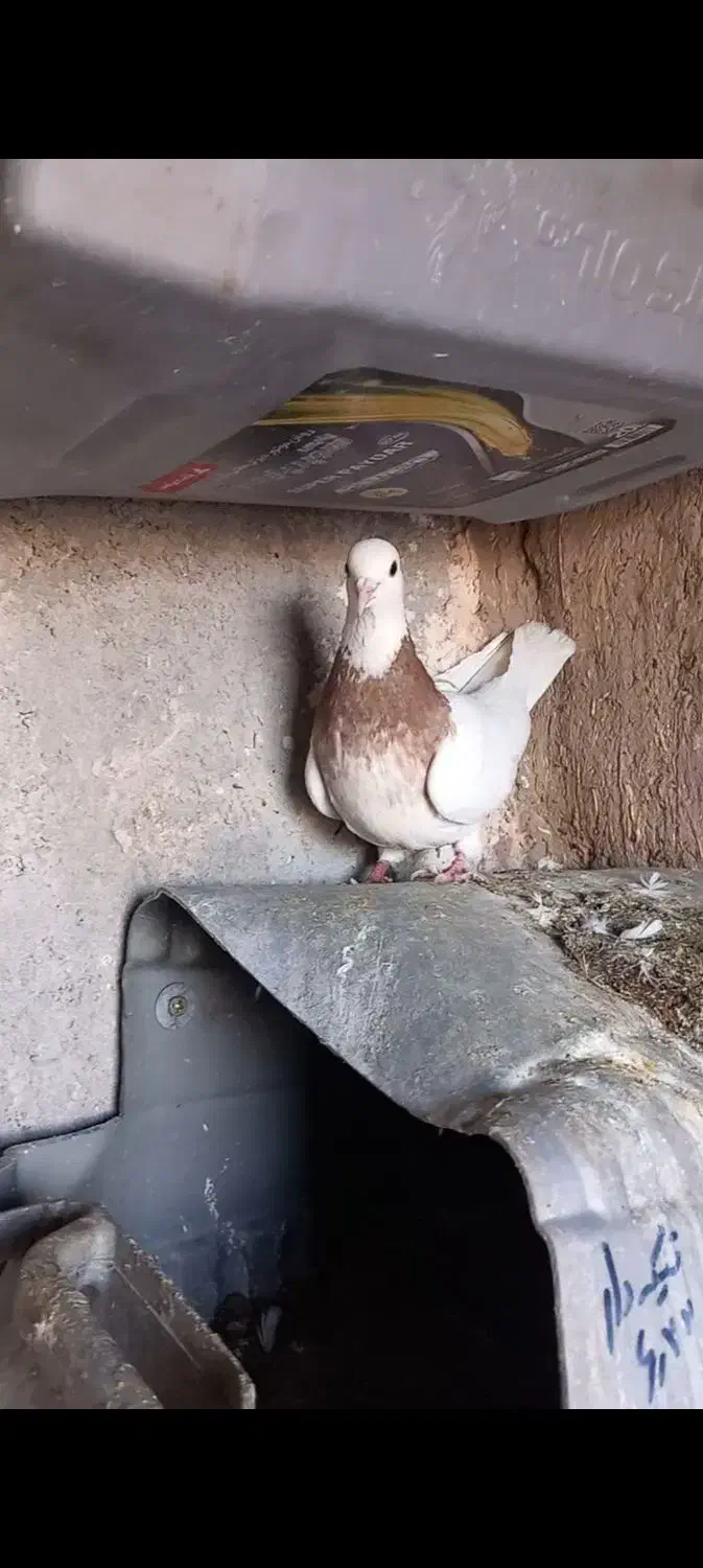 طوقی ماده زات زرین خالدار|پرنده|جوین, |دیوار