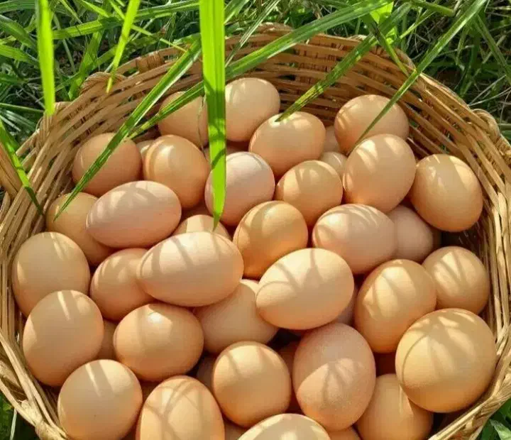 تخم مرغ محلی|خوردنی و آشامیدنی|ارومیه, |دیوار