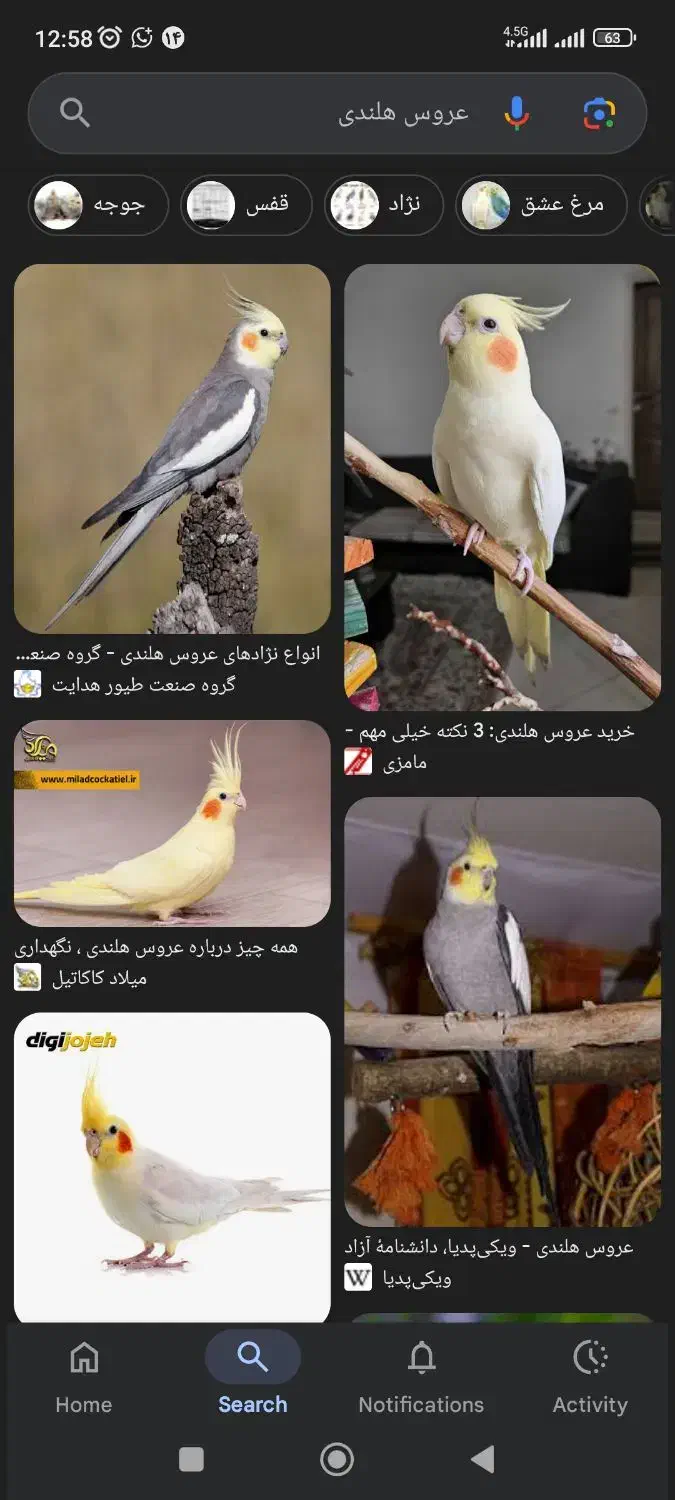 عروس هلندی پیداه شده|حیوانات|الشتر, |دیوار