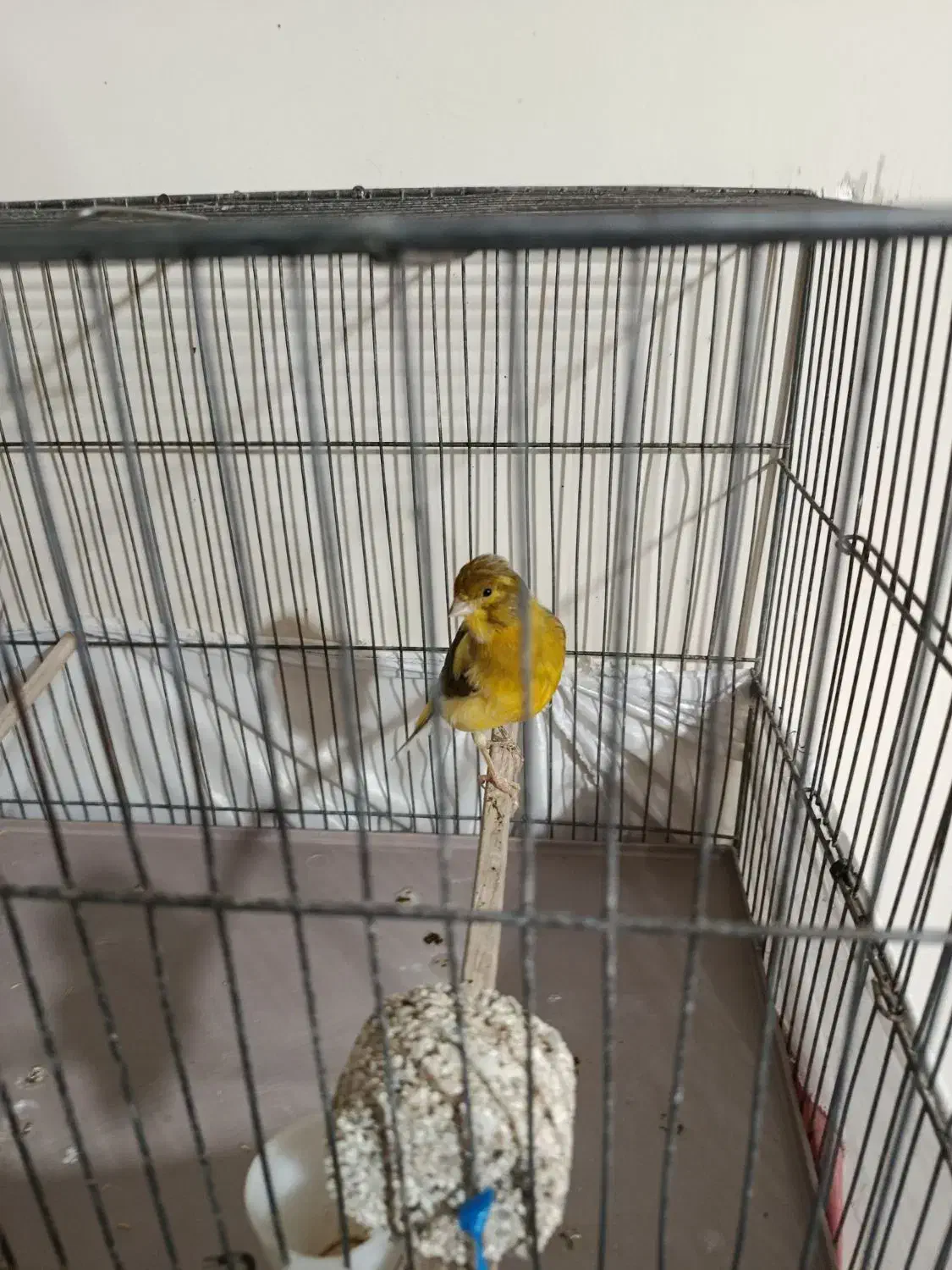 قناری نر|پرنده|ری, جوانمرد قصاب|دیوار