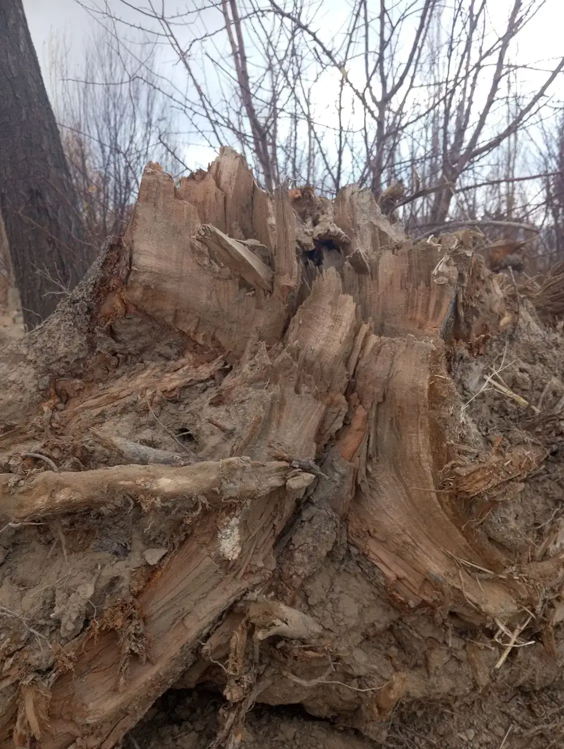 چوب|عمدهفروشی|مهاجران, |دیوار