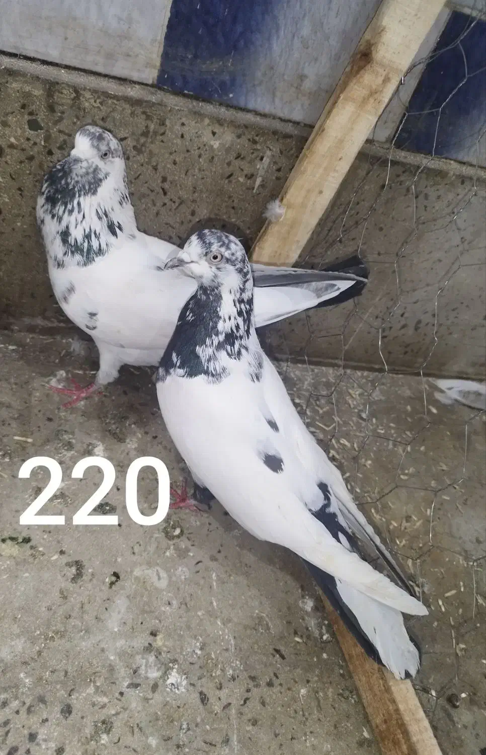 کبوتر پرشی قیمت مناسب|پرنده|ابهر, |دیوار