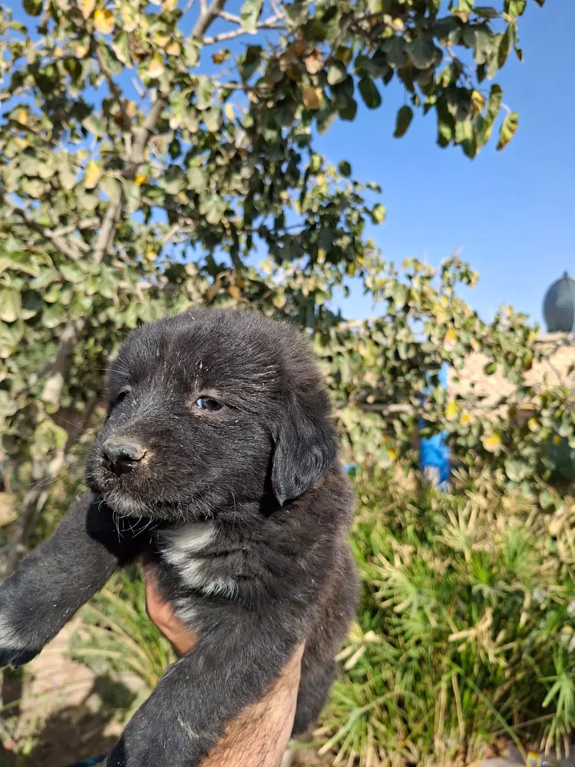 توله تریر اسکاتلندی|سگ|کاشمر, |دیوار