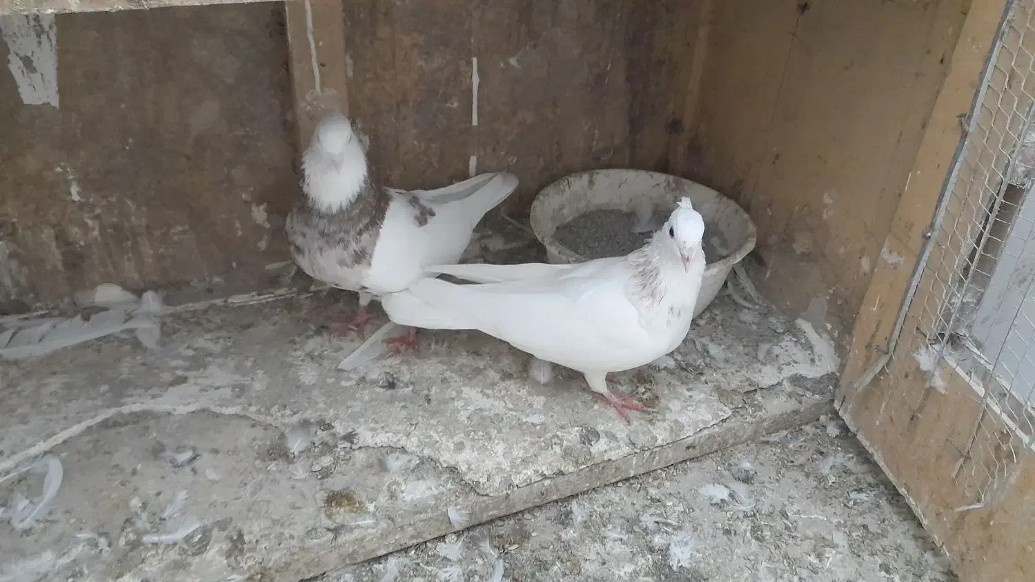 طوقی|پرنده|گرگان, |دیوار