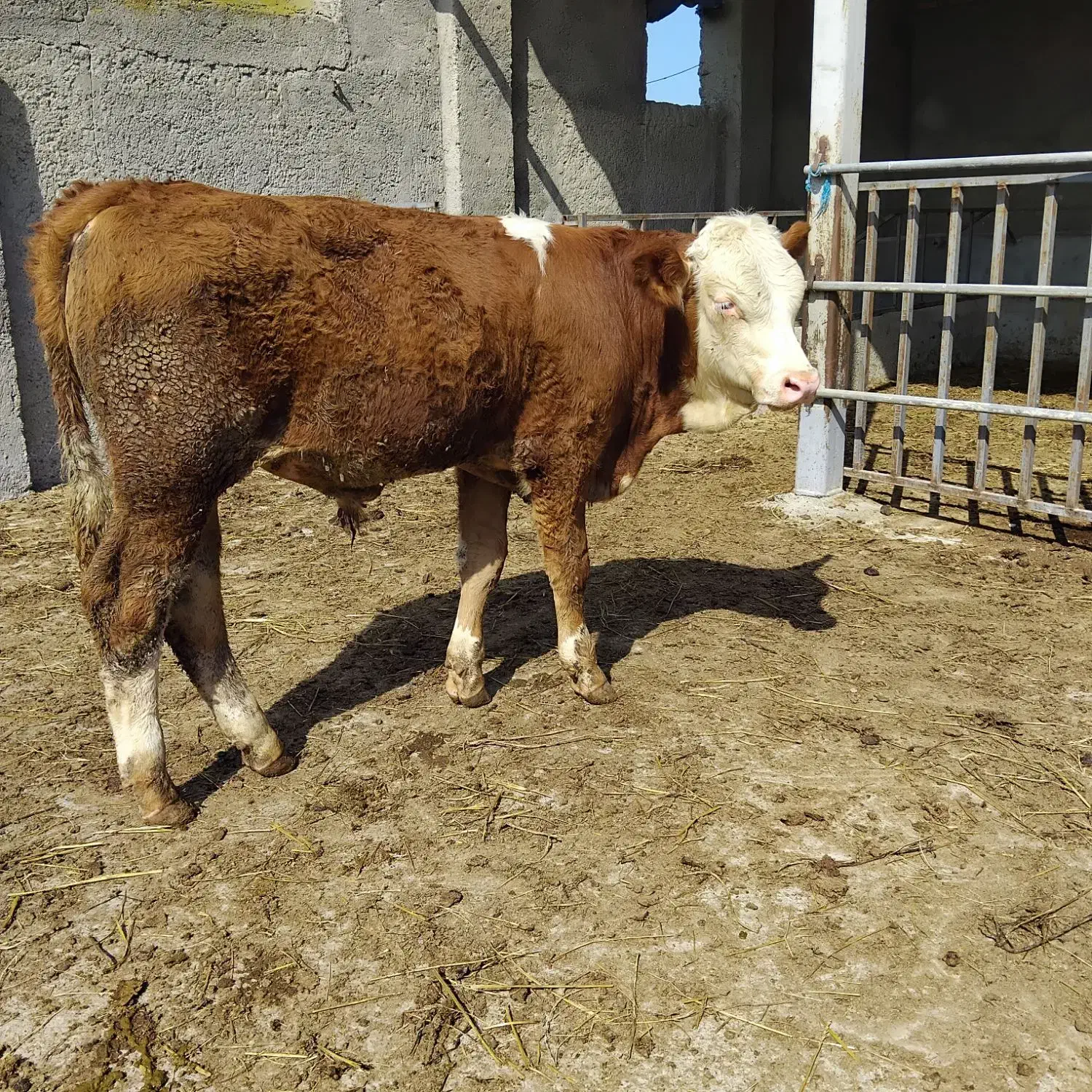 فروش گوساله سیمینتال|حیوانات مزرعه|کرج, اسدآباد|دیوار