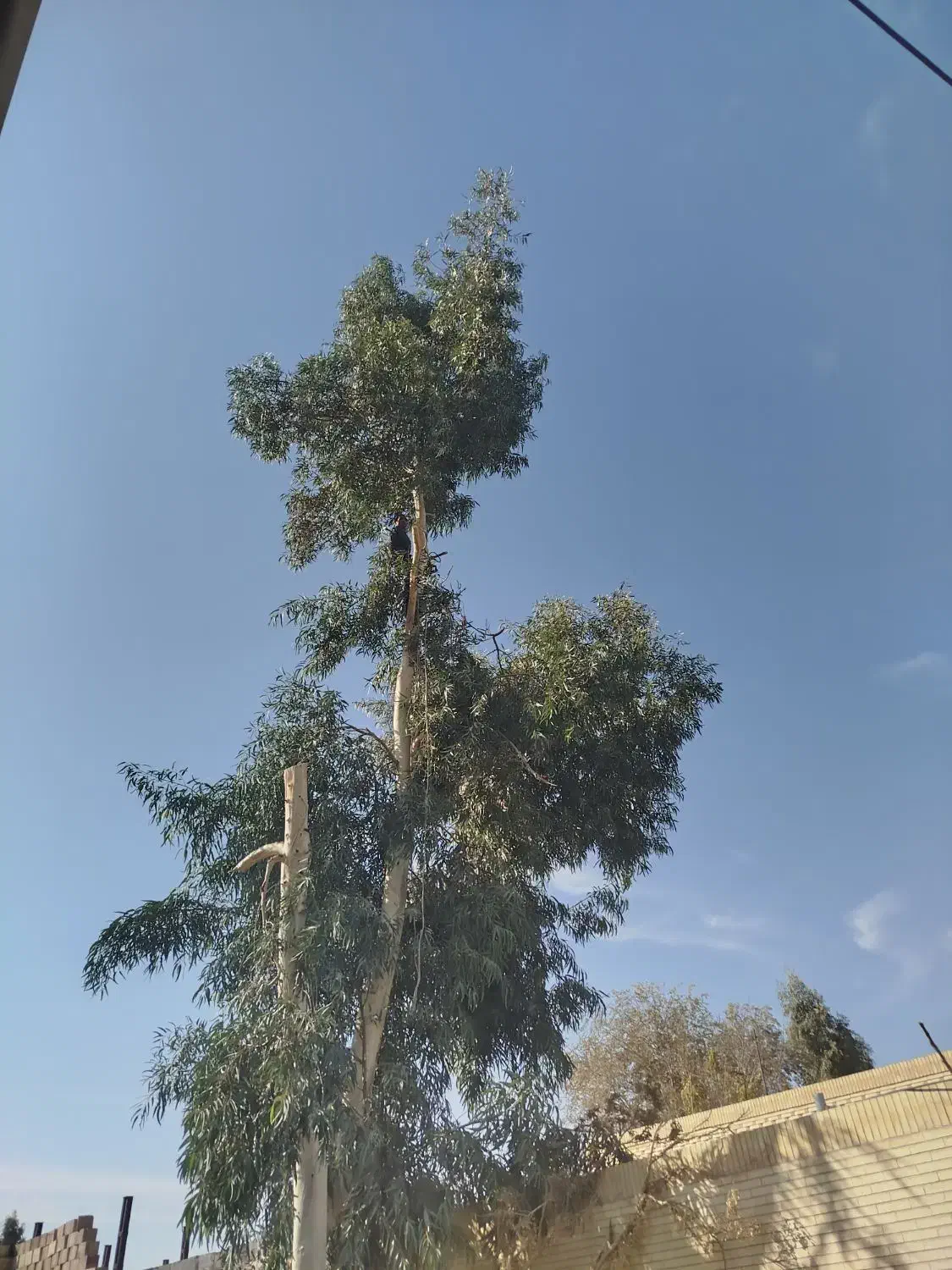 خرید چوب وبرش زدن درخت‌های مزاحم پیر|خدمات باغبانی و درختکاری|رفسنجان, |دیوار