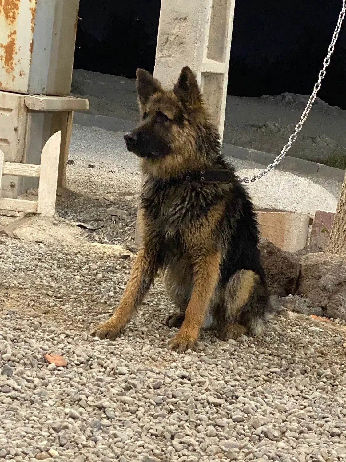 سگ آکیتا ژاپنی و ژرمن شیپرد|سگ|تهران, خاوران|دیوار