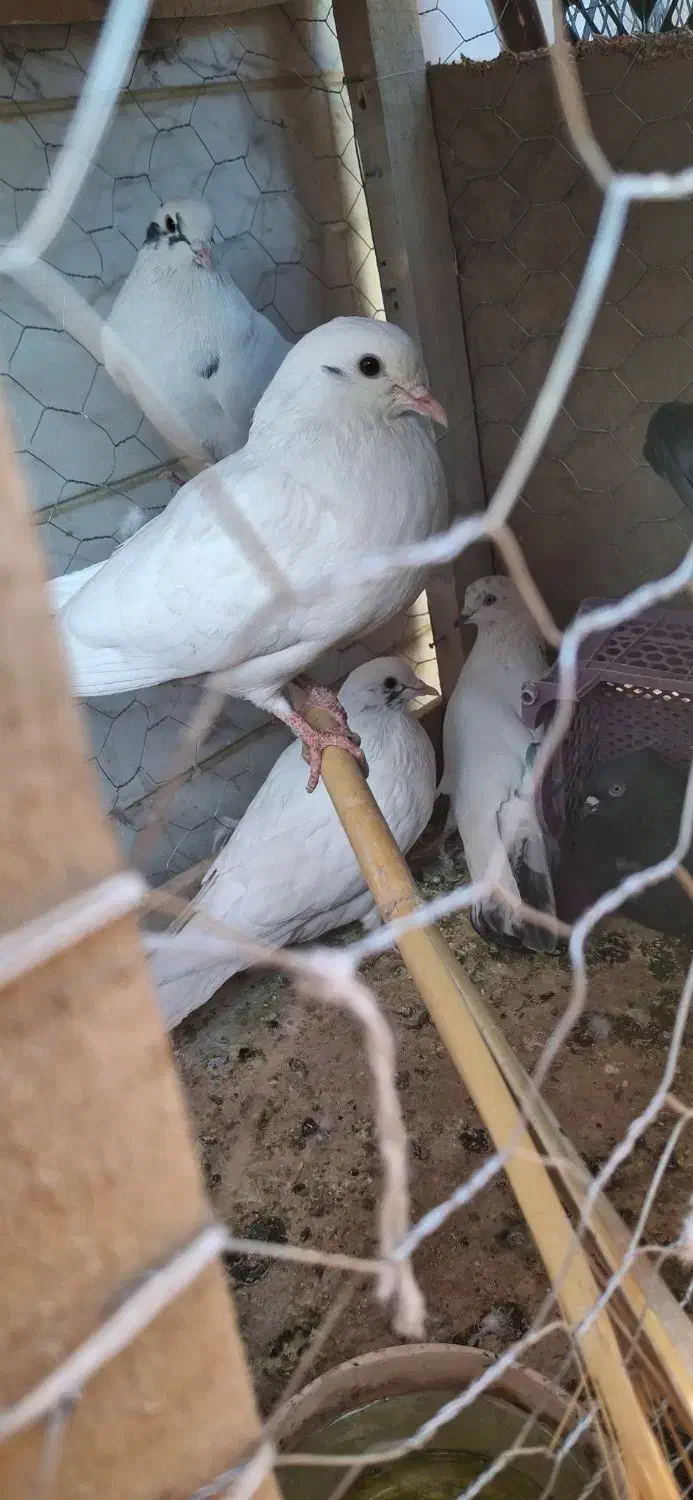 فروش تعدادی کفتر|پرنده|محلات, |دیوار