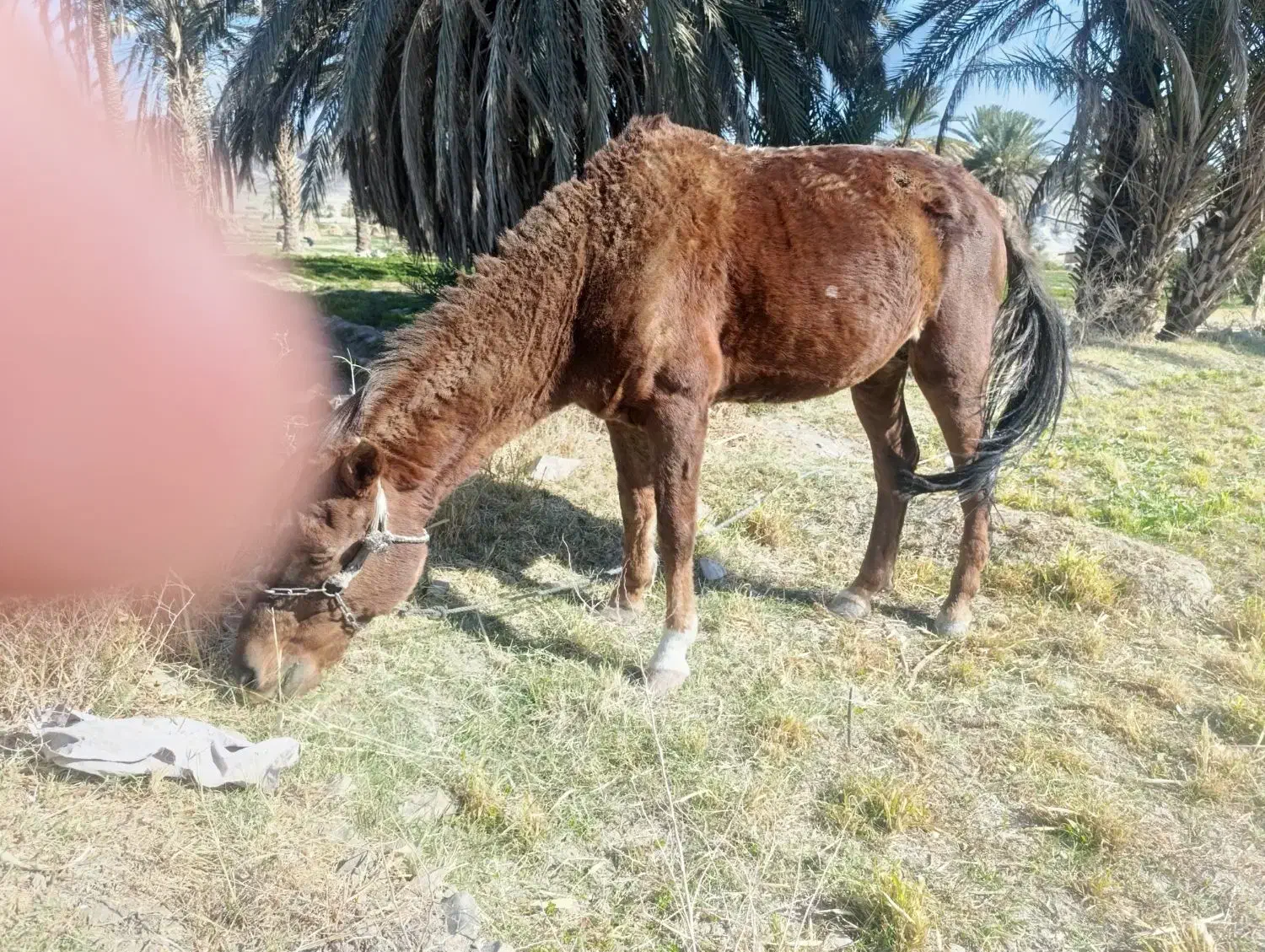 اسب|اسب و تجهیزات اسب‌سواری|سراوان, |دیوار