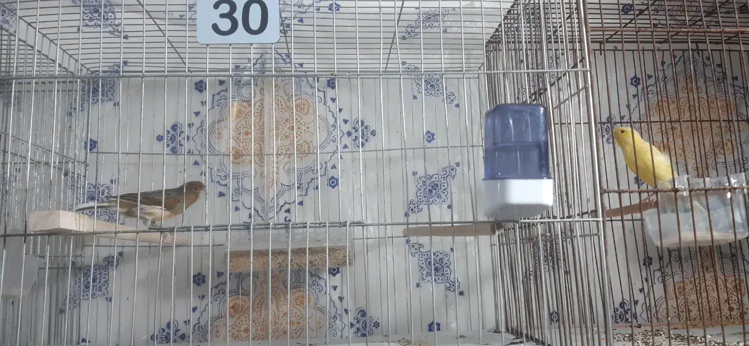 ۸ عدد قناری|پرنده|اراک, |دیوار