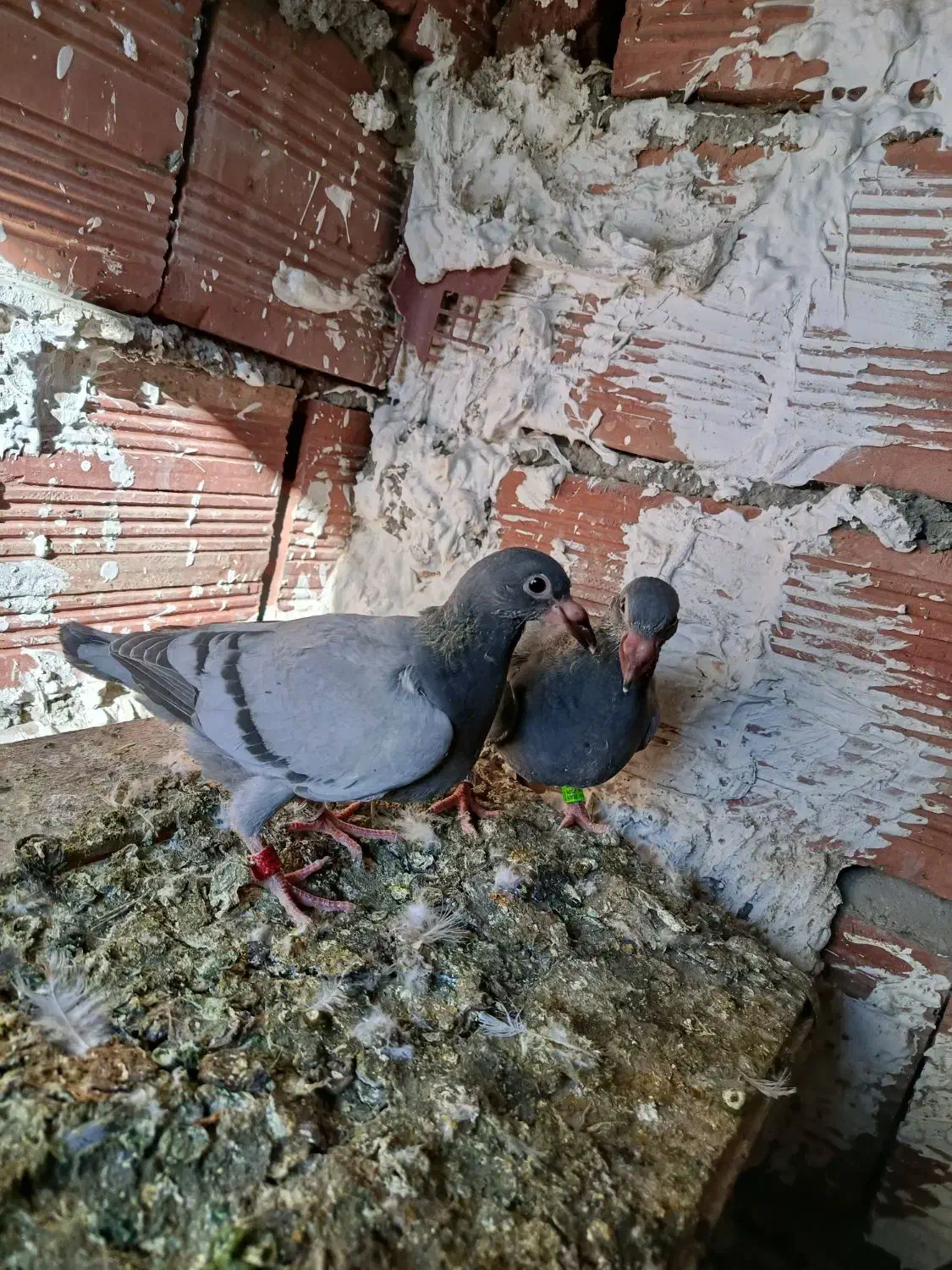 دوبر مسافتی|پرنده|ویلکیج, |دیوار