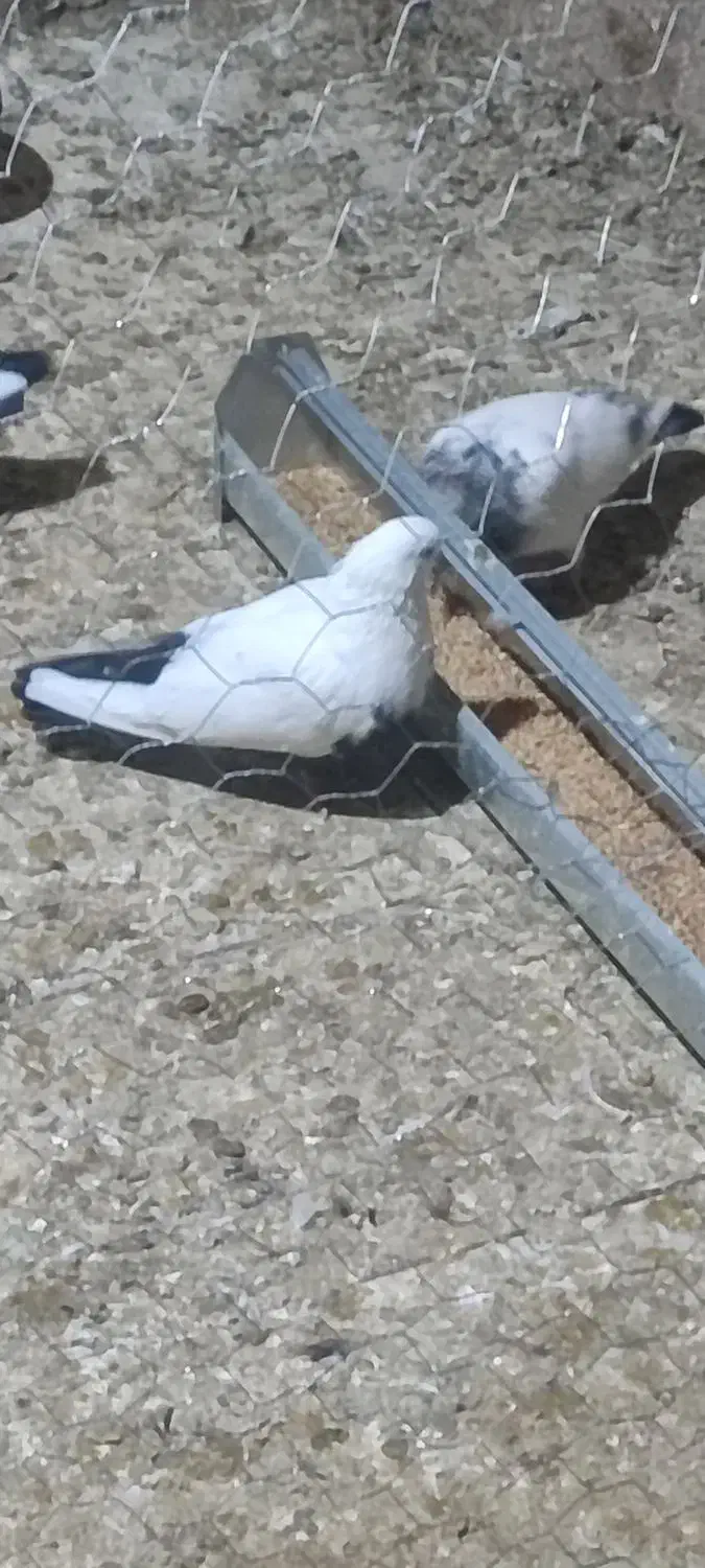 سینه ای|پرنده|رزن, |دیوار