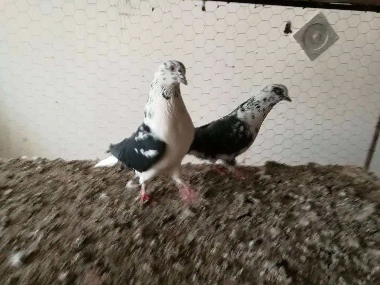 سوسگی دم سفید و سرول|پرنده|میانه, |دیوار