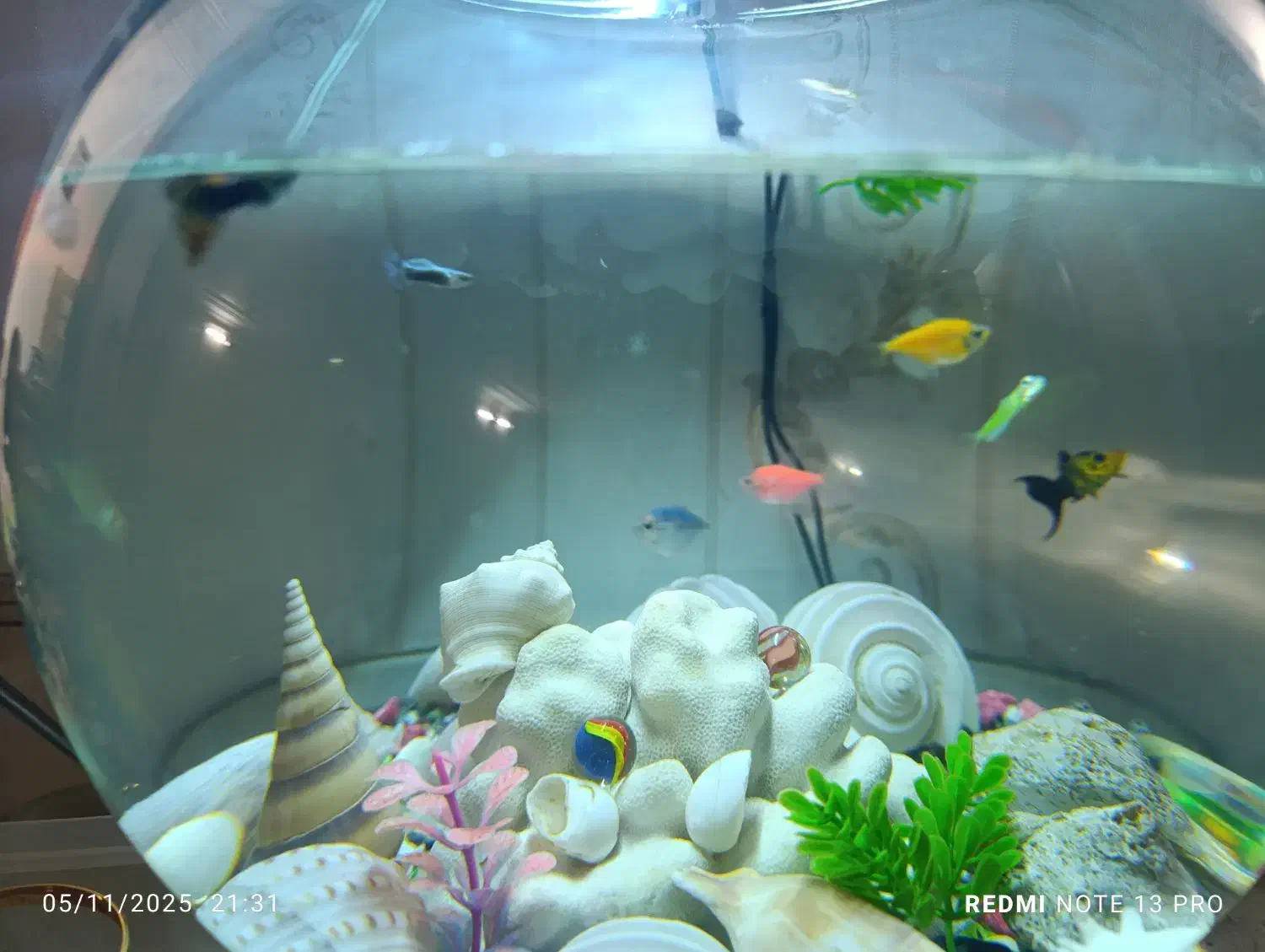 ماهی گوپی، مولی، کالر|ماهی|زاهدان, |دیوار