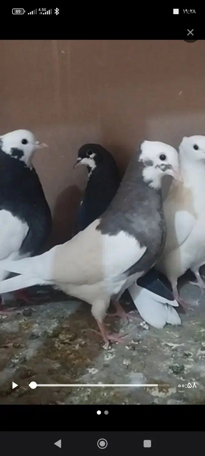 کفتر|پرنده|اقبالیه, |دیوار