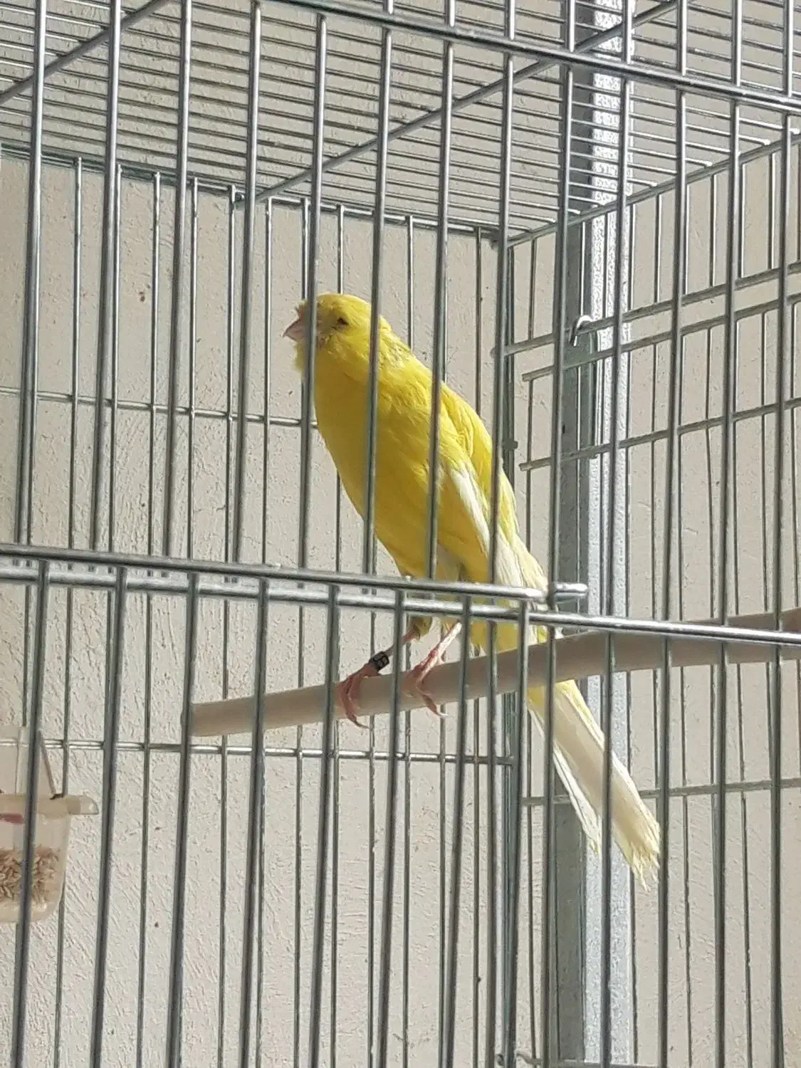 قناری بلند ورسمی|پرنده|اصفهان, سرچشمه|دیوار