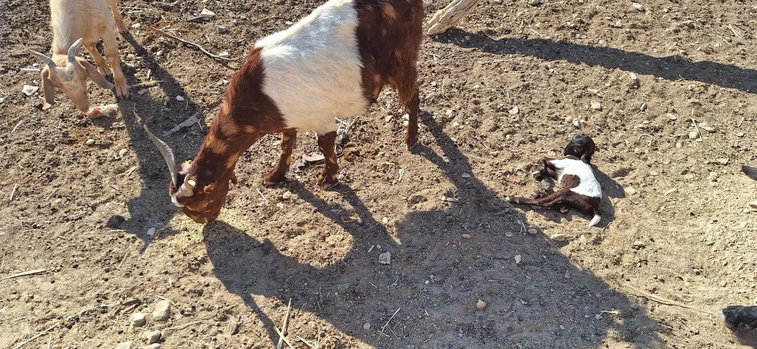 فروش یک بز و دو کهره|حیوانات مزرعه|فراشبند, |دیوار