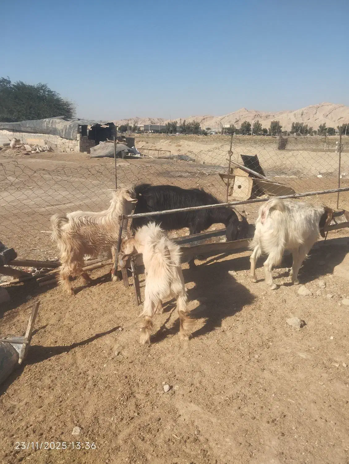 فروش 2عدد کهره نر و 2عدد بز|حیوانات مزرعه|رامهرمز, |دیوار