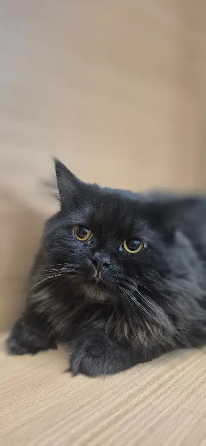 مشکی مخصوص خاص پسندان|گربه|سمنان, |دیوار