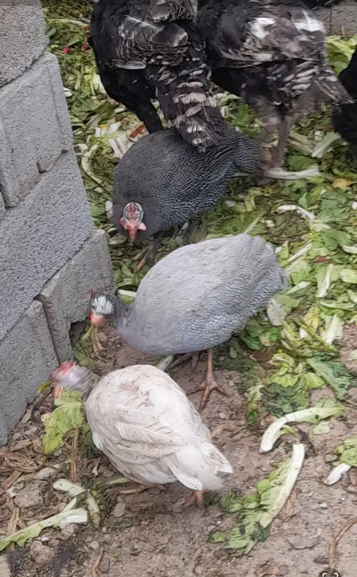 مرغ وخروس فونیکس براکل لاکنزی اراکانا|حیوانات مزرعه|مشهد, امیریه|دیوار