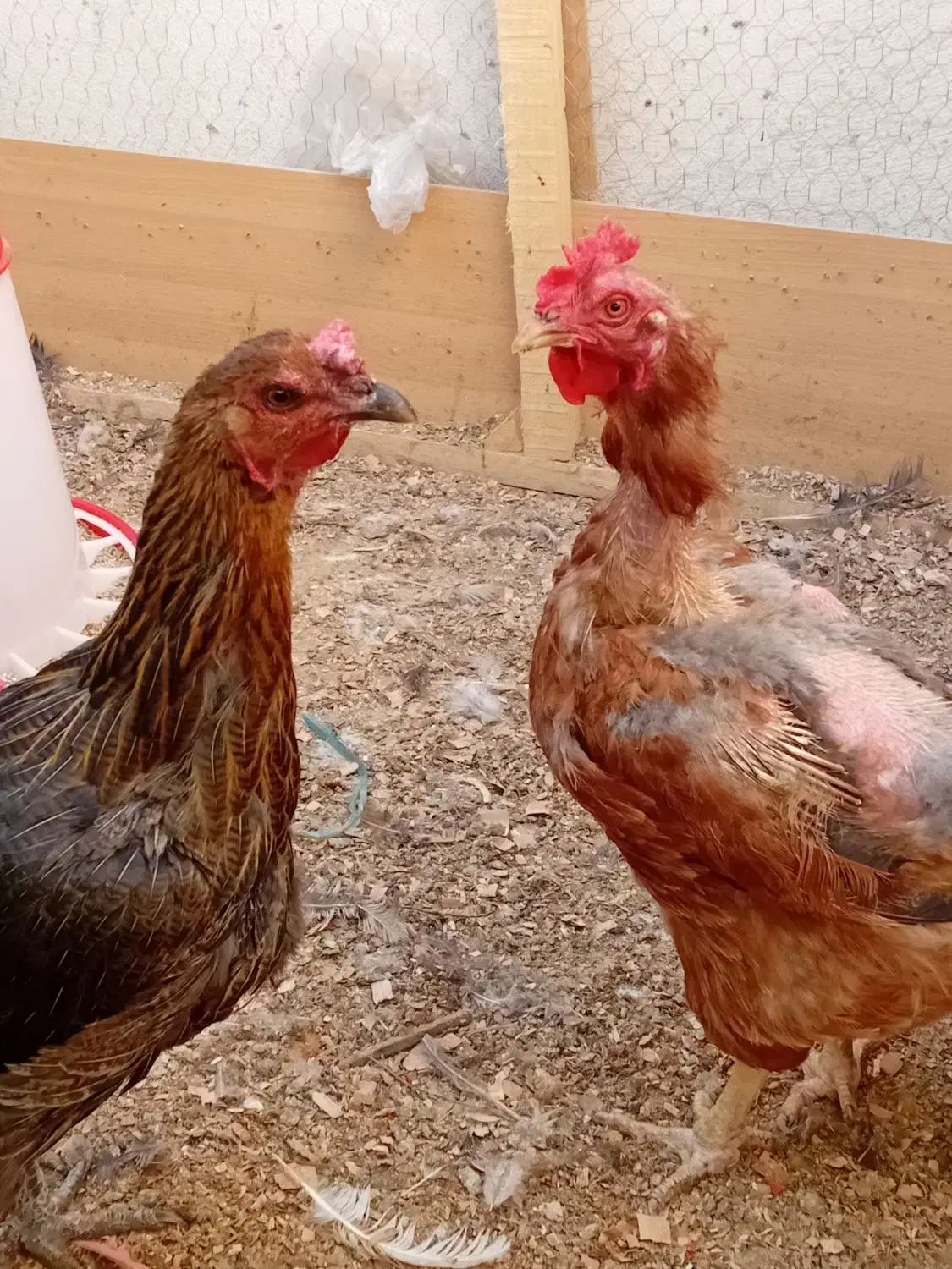 ۴ عدد مرغ تخم گذاری|حیوانات مزرعه|احمدآبادمستوفی, |دیوار