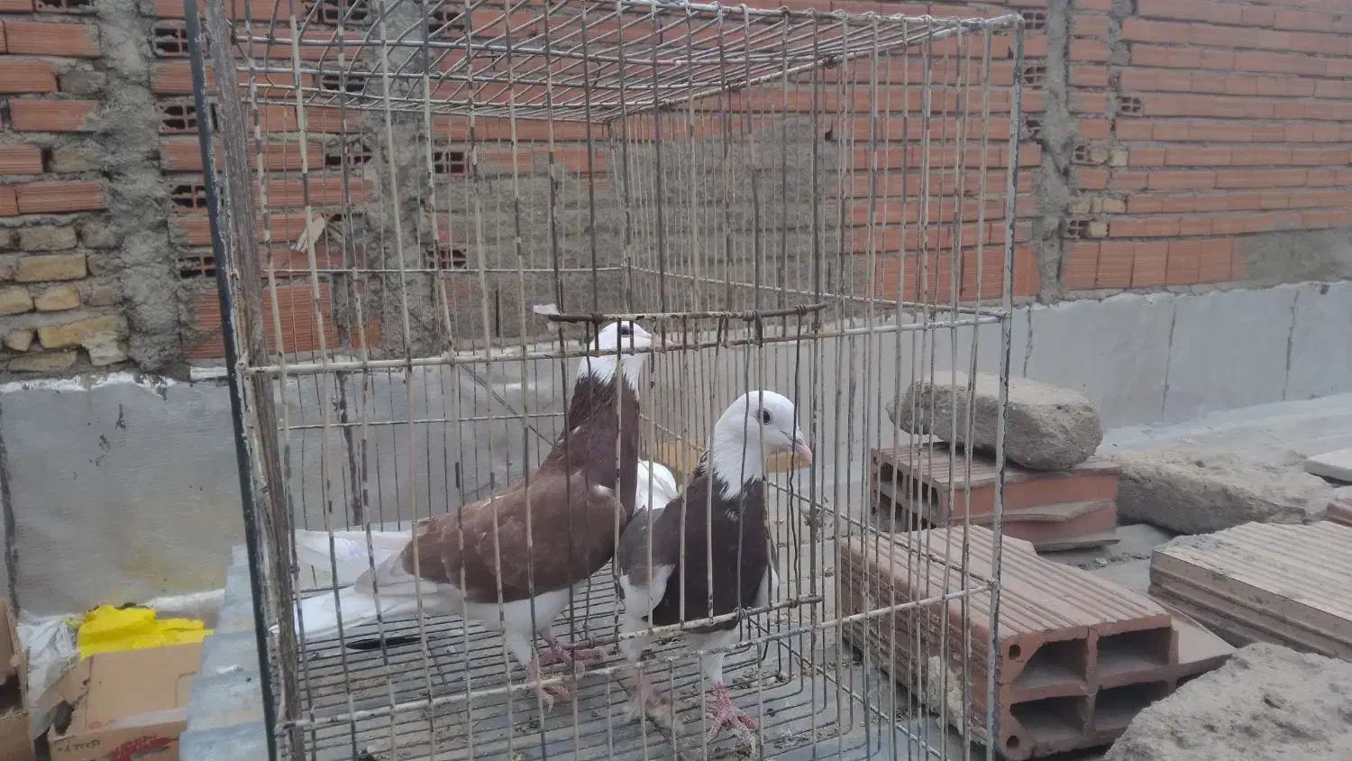کبوتر حدود۳۰تا یجا کبوترا فوق العاده هستن|پرنده|بومهن, |دیوار